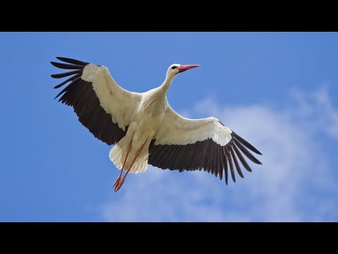 Top 50 curiozitati despre BERZE