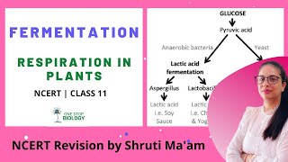 Fermentation | Respiration In Plants | One Stop Biology | Shruti Ma'am | NCERT | Class 11 | Chapt 14