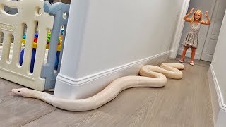15 Foot Python Gets Loose In Our House.. (TERRIFYING) video