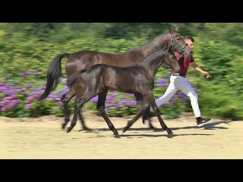 Holsteiner Fohlenauktion | Nr. 12 v. Casall - Colmander