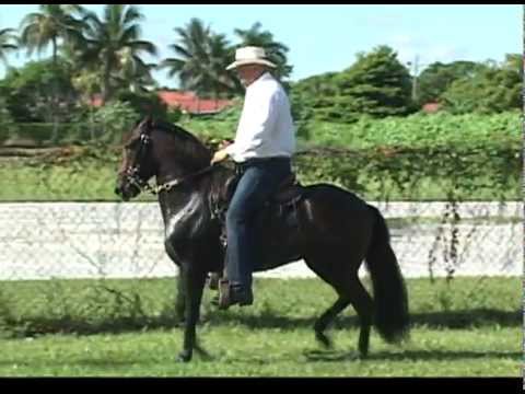 pasofino Atrevimiento Dos C