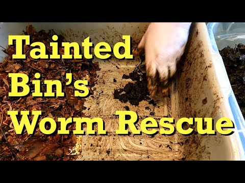 Rescuing ENCs from tainted worm bin - vermicomposting