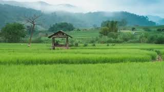 ฟ้ามืดบ่ดน – ดอกอ้อ ทุ่งทอง, ศร สินชัย