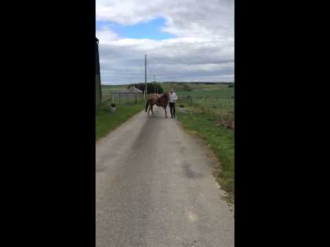 belgravia brigitte bardot