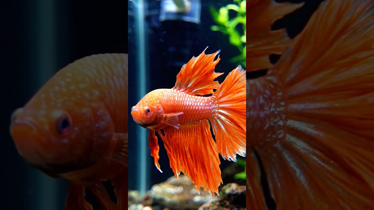 Orange 🧡 Betta Fish #betta #bettafish