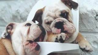 DEE KENDRICK  -  HERE RATTLER HERE