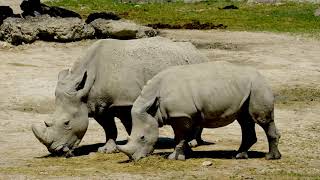 Download lagu Copyright free, No copyright, Royalty free stock footage, Animal videos for youtube || Rhino mp3