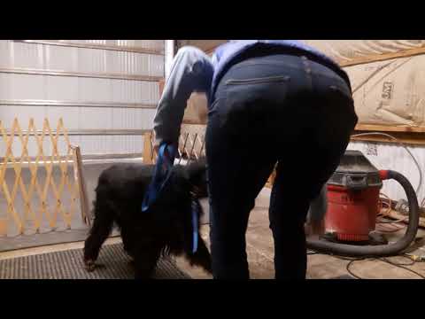 Gael station practice and ring exit 10 26 18