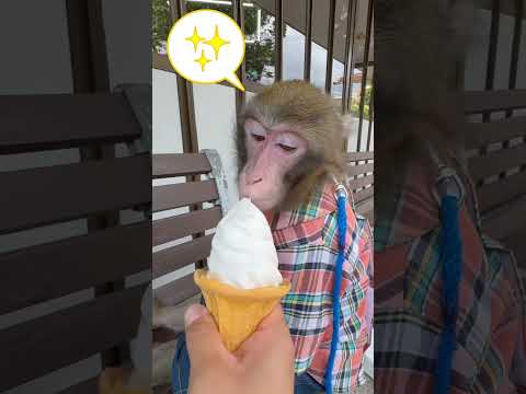 黒と緑のオナガザル (Allenopithecus nigroviridis)