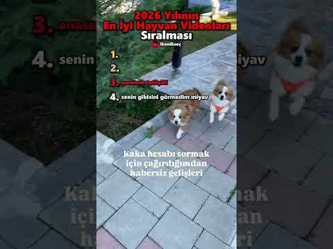 2026 Yılının En İyi Hayvan Videoları Sıralaması #sıralama #eniyi #hayvan #shorts
