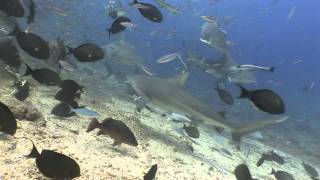 Jeb Corliss filming Bull Sharks in Fiji
