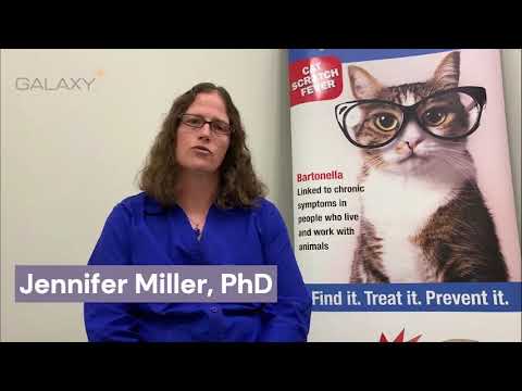 What do doctors need to know about bartonellosis (cat scratch disease)?