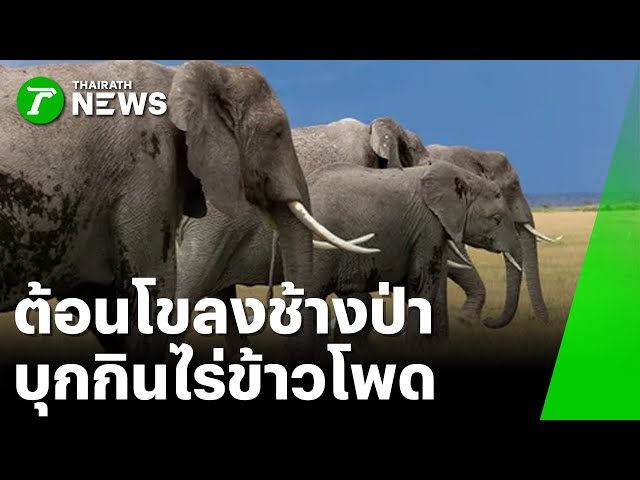 ต้อนโขลงช้างป่า บุกกินไร่ข้าวโพด : ภาวะโลกร้อง | 15 ธ.ค. 68 | ไทยรัฐเจาะประเด็น