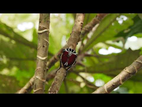 カメルーン・ニャソソ　スライドショー