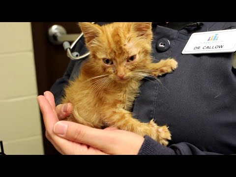 Web Exclusive: Vet says declawing could be more harmful than helpful