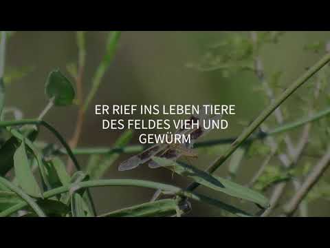 Petra Reinke - Was für ein Gott (lyric video) on Spotify & Apple