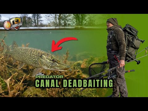 STOP Blanking! The SIMPLE Roving Deadbait Guide for Canal Pike with Ben Humber