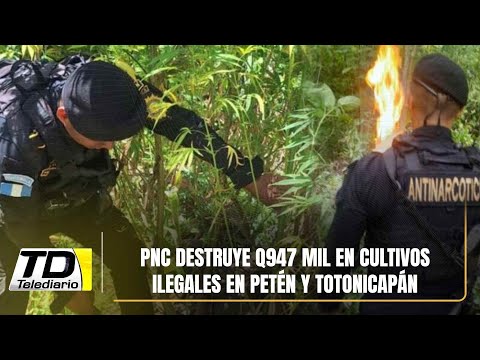 PNC destruye Q947 mil en cultivos ilegales en Petén y Totonicapán