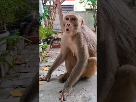 monkey crying | monkey voice #shorts