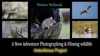 June Photography Adventure: The Antechinus Project