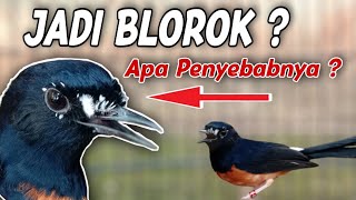 Download lagu WHAT CAUSES ❓ Ordinary Murai Batu Becomes Blorok mp3