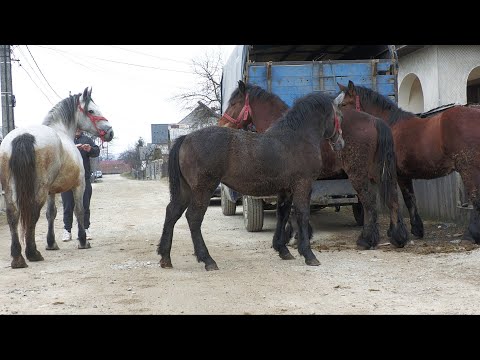 Caii lui Sebi de la Sighetu Marmației 2022