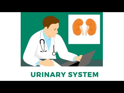Urinary System Part 1