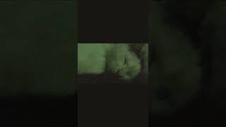 ぺちゃくちゃ寝る猫　sleeping cat