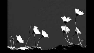 Dal Goncayı Bir Sabah