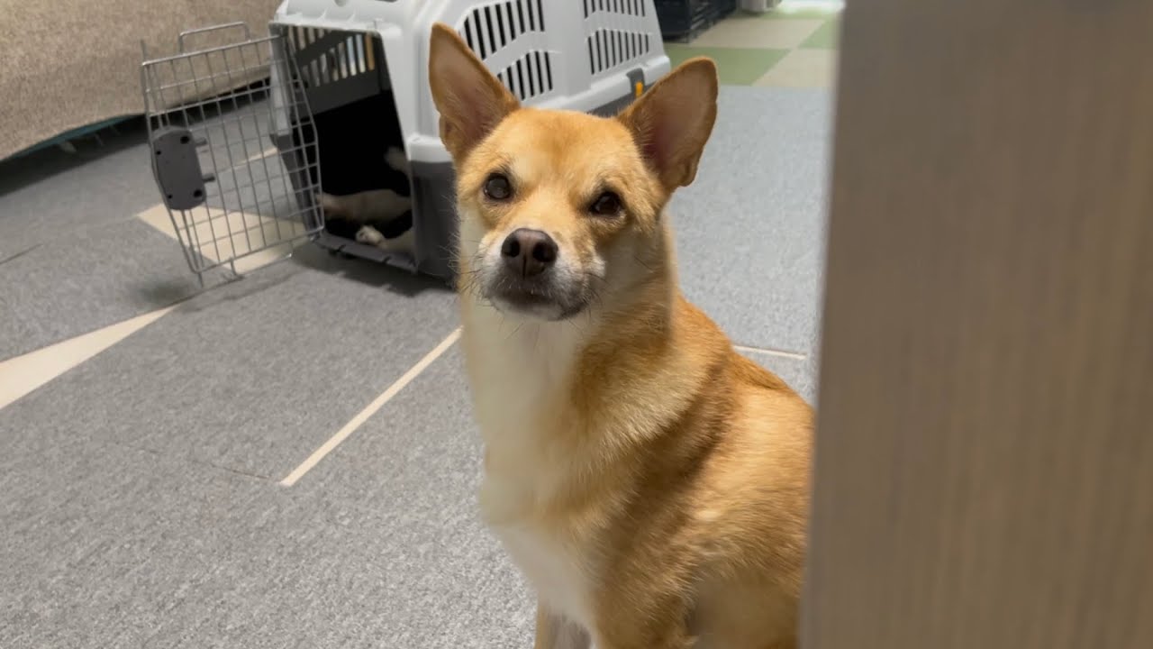 ソファーの取り合いで優しさが垣間見えるはーちゃん