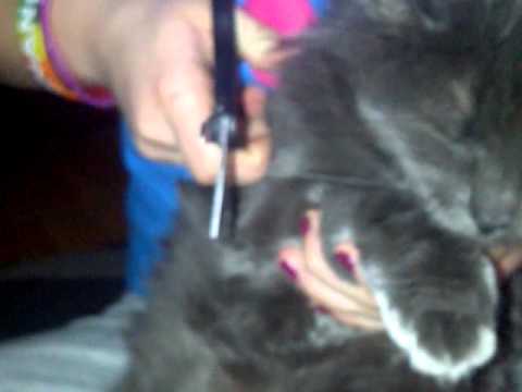 cutting my cats whiskers