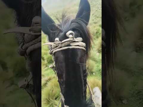 chagras Chilcatigo, Pujili, Cotopaxi enlazando y trabajando novillo en el páramo