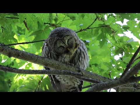 Barred Owl Preening
