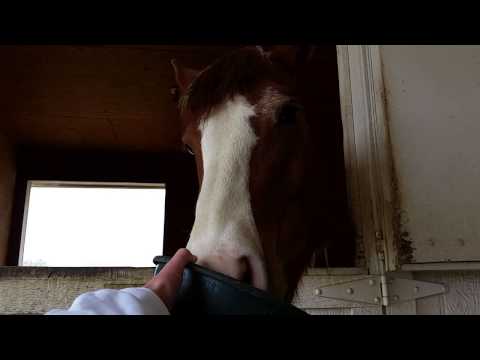 YouTube video about: Can horses drink gatorade?
