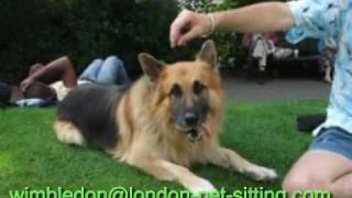 preview picture of video 'Wimbledon Dog Day Care | Wimbledon Dog Walking | Dog Sitter'