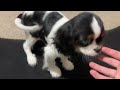 Cavalier King Charles Spaniel dogs for sale: Comet - Video 1