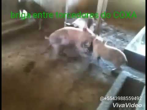 Briga entre torcedores do COXA