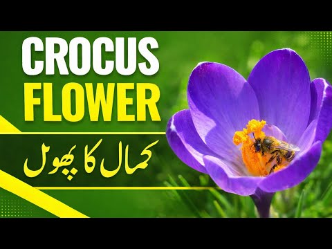 کیال کاکا نیول | | Learn about this vibrant purple flower, its significance, and why bees love it.