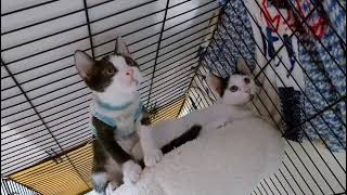 [認養] 屏東萬丹 親人黑麥與豆漿送養