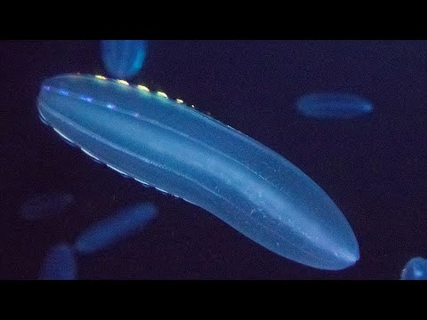 Facts: The Beroe Comb Jelly
