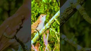 Download lagu SUARA JOSS MASTERAN SIKATAN LONDO GACOR DI ALAM LIAR NIGHTINGALE #birds  #sikatanlondo #nightingale mp3 Download lagu SUARA JOSS MASTERAN SIKATAN LONDO GACOR DI ALAM LIAR NIGHTINGALE #birds  #sikatanlondo #nightingale mp3