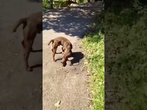 У КОГО ТАКОЙ ОХОТНИК ??? 🧐🧐🧐#pitbull