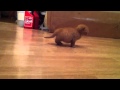 Stevie Curious 1