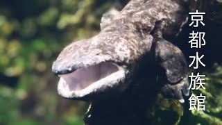 オオサンショウウオのお口の中は？