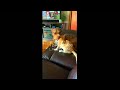 AFV It S A Dog Eat Cat World