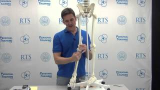 Biomechanics of the Squat Part 4