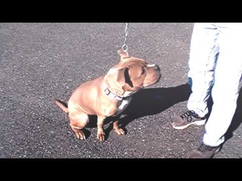 TILLY, an adopted American Bulldog & Terrier Mix in Linden, NJ_image-1