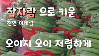 오이지용 최상품 오이  저렴한 가격  2차 판매    문자로 010 -7636-5078