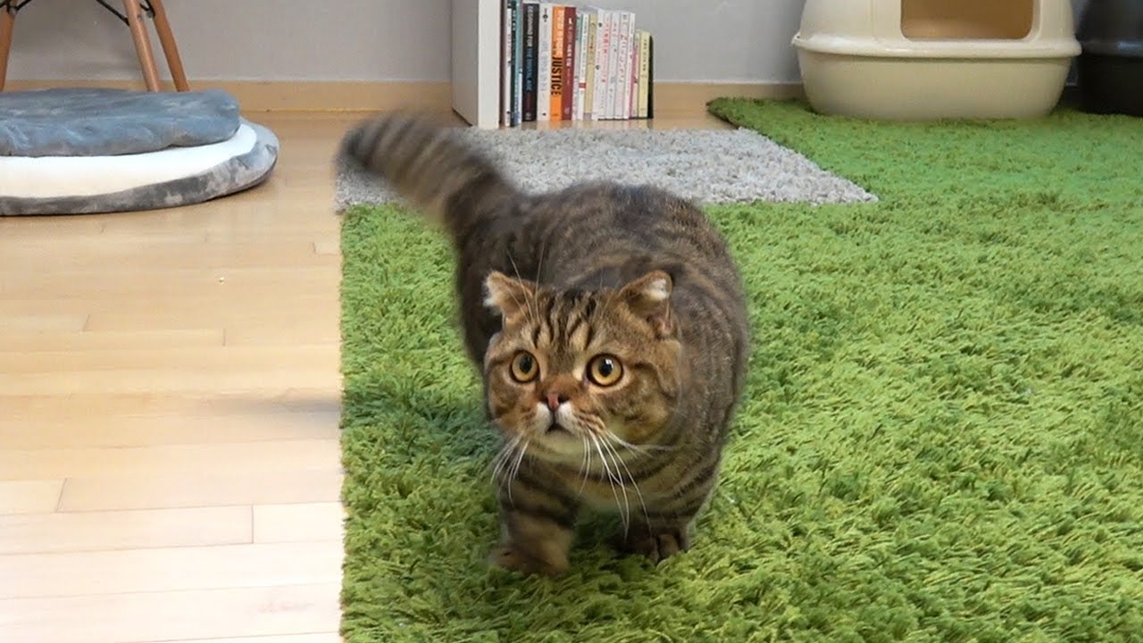 부르면 강아지처럼 달려오는 고양이