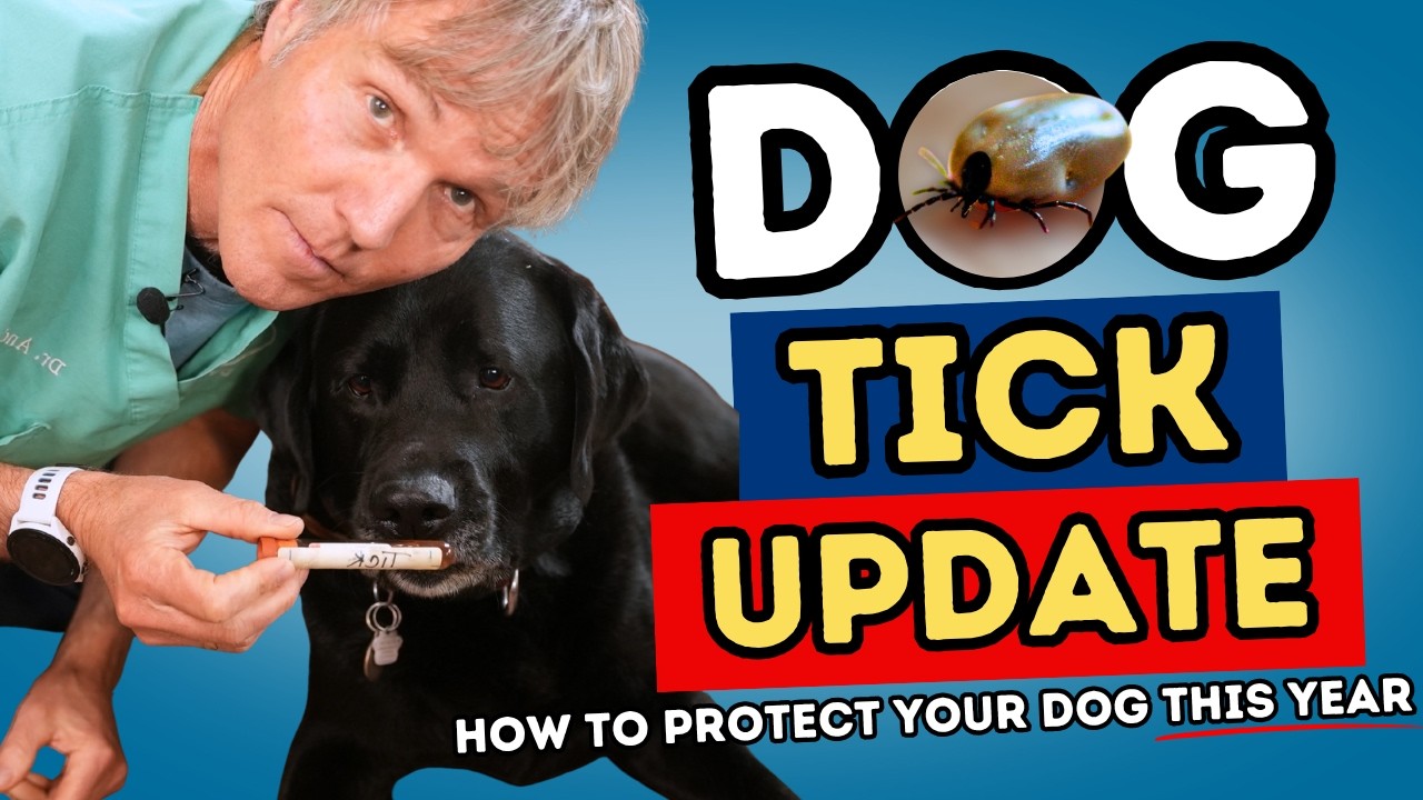 Ticks Are Getting Worse: How to Protect Your Dog This Year